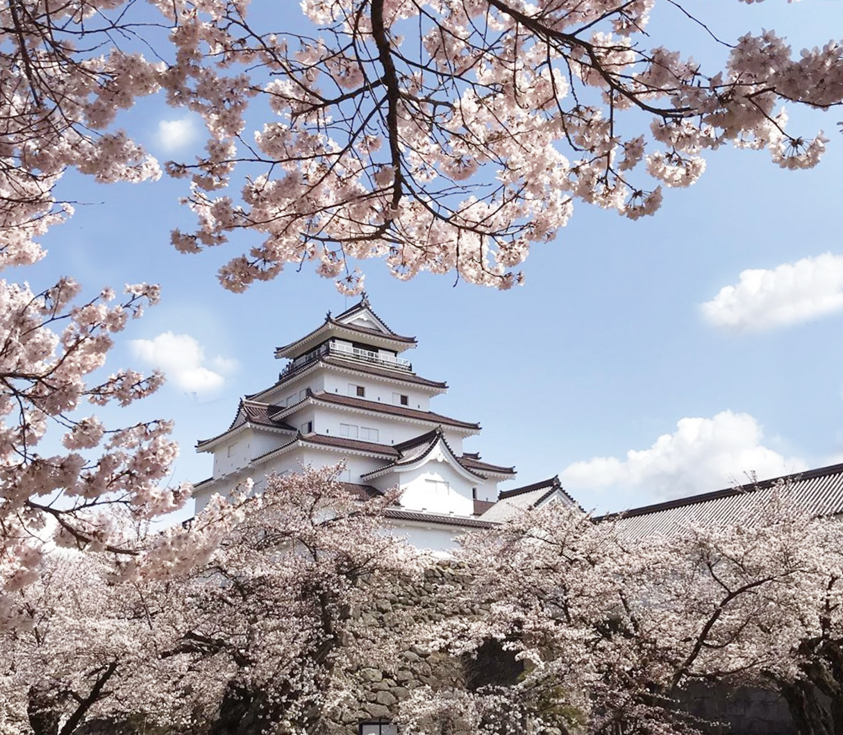 会津若松市 鶴ヶ城 桜